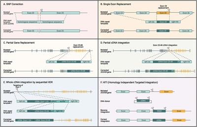 CRISPR/Cas-Based Gene Editing Strategies for DOCK8 Immunodeficiency Syndrome